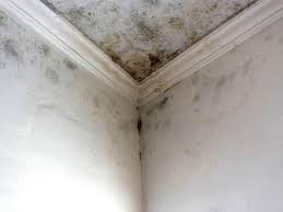 Best Mold Documentation for Insurance Claims in USA